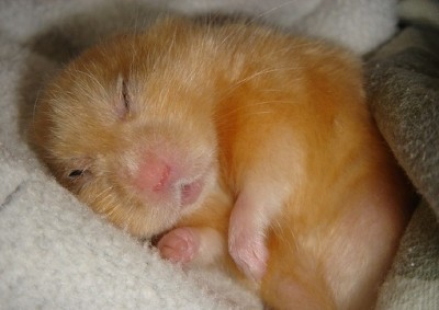 хомяк спит.jpg (58.67 КБ, Просмотров: 155717) хомяк спит.jpg